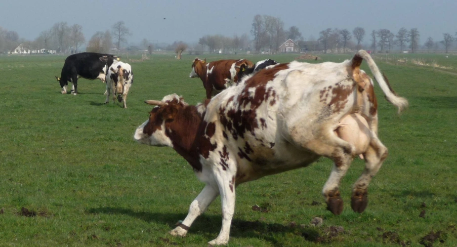 Pilot dagbesteding op zorgboerderij Het Derde Erf